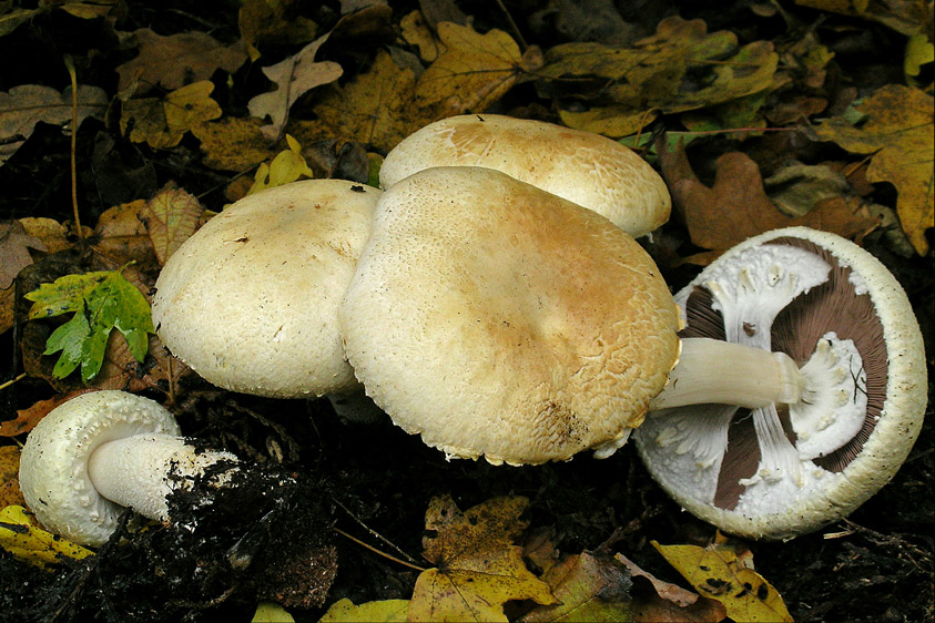 Agaricus macrocarpus (door Henk Huijser)