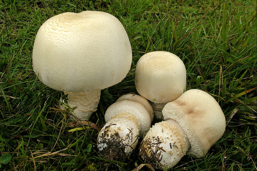 Agaricus urinascens var. urinascens (door Henk Huijser)