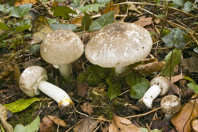 Agaricus moelleri (door Nico Dam)