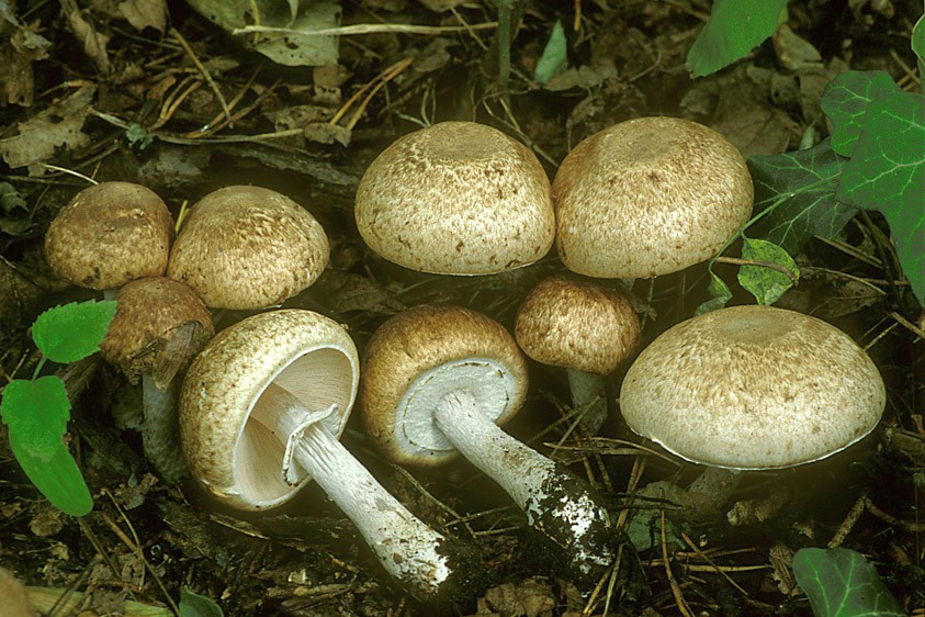 Agaricus phaeolepidotus (door Henk Huijser)