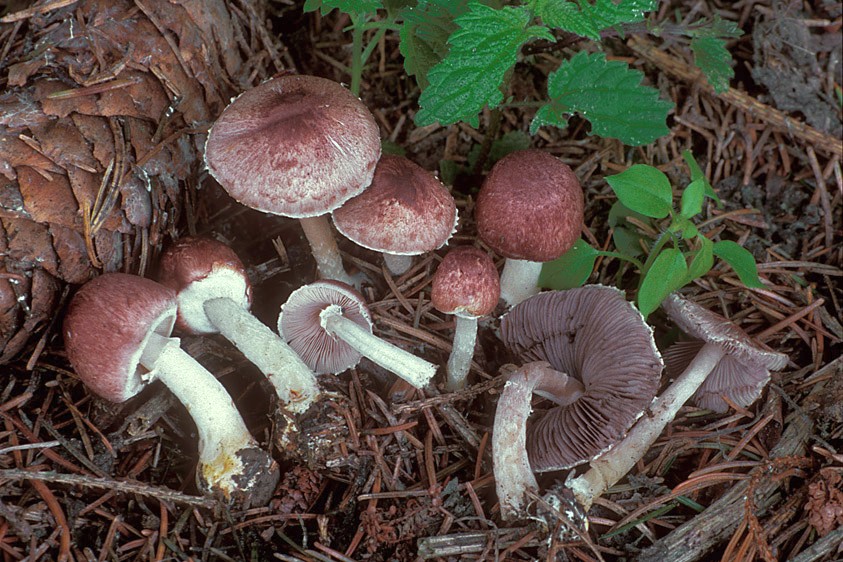 Agaricus purpurellus (door Henk Huijser)