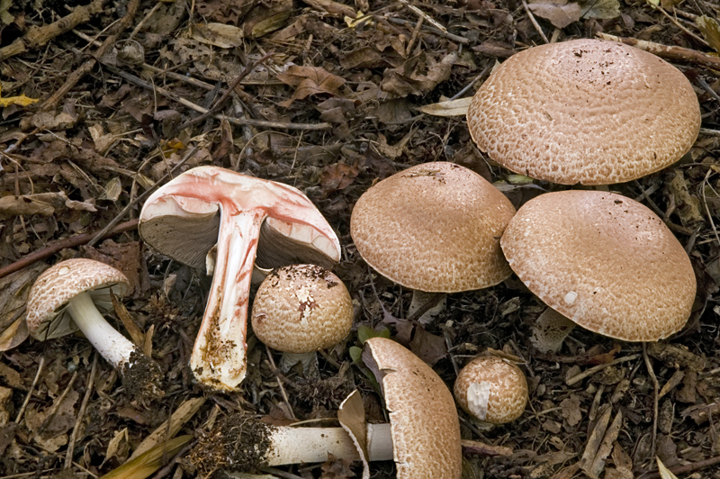 Agaricus silvaticus (door Nico Dam)