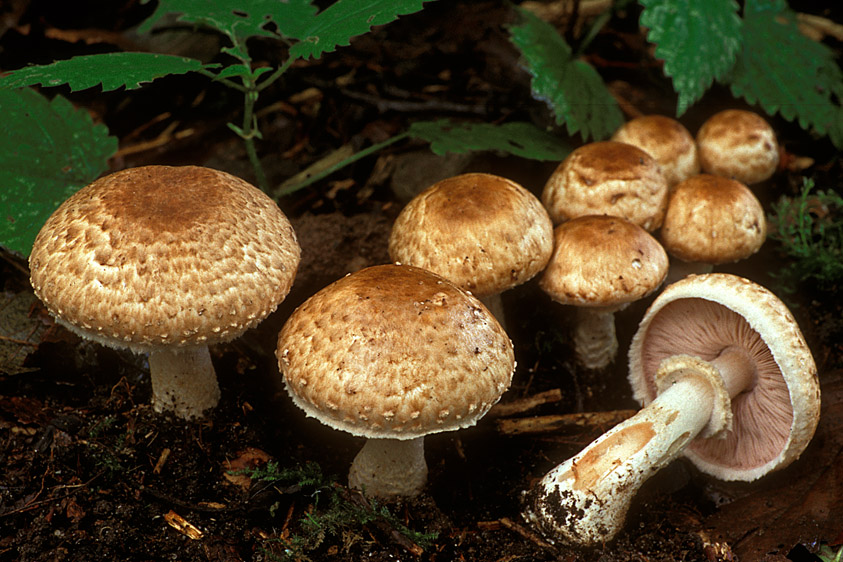 Agaricus silvaticus (door Henk Huijser)