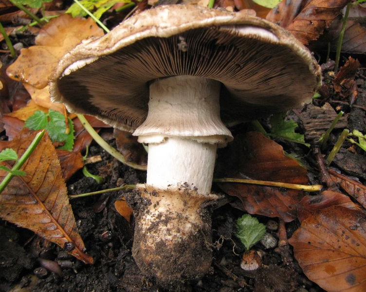 Agaricus subperonatus (door Gert Immerzeel)