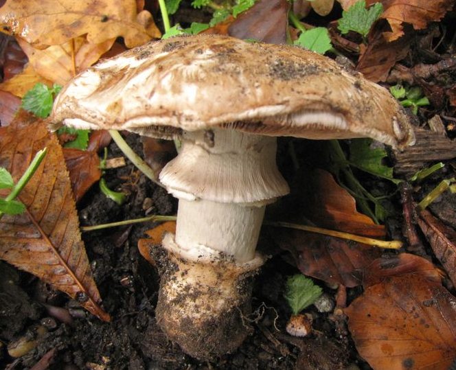 Agaricus subperonatus (door Gert Immerzeel)