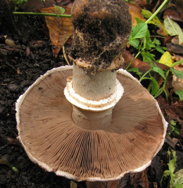 Agaricus subperonatus (door Gert Immerzeel)