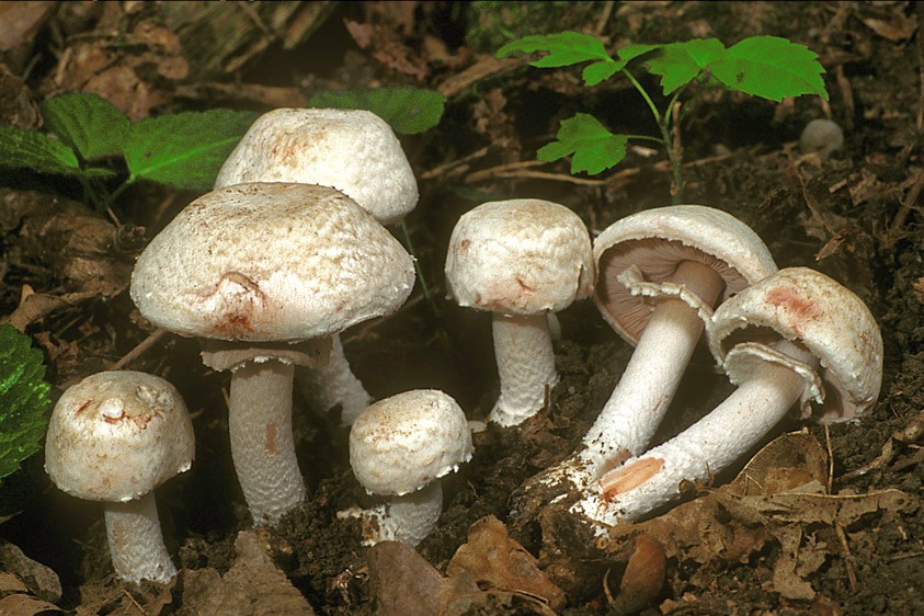 Agaricus silvaticus (door Henk Huijser)