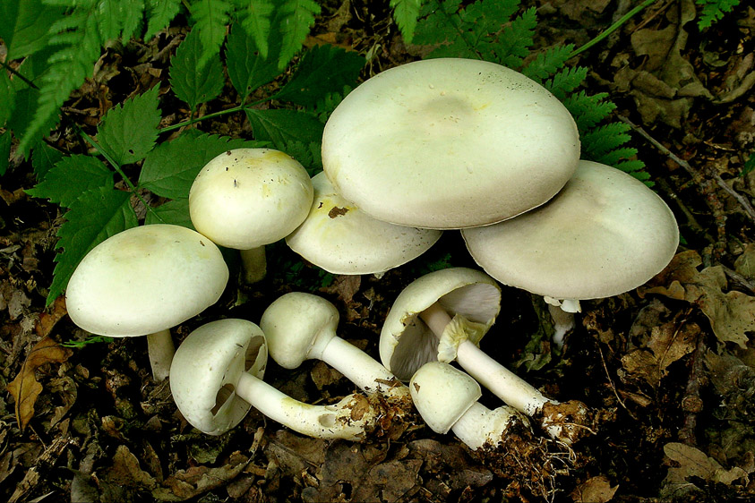 Agaricus silvicola (door Henk Huijser)