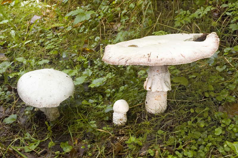 Agaricus urinascens var. excellens (door Nico Dam)