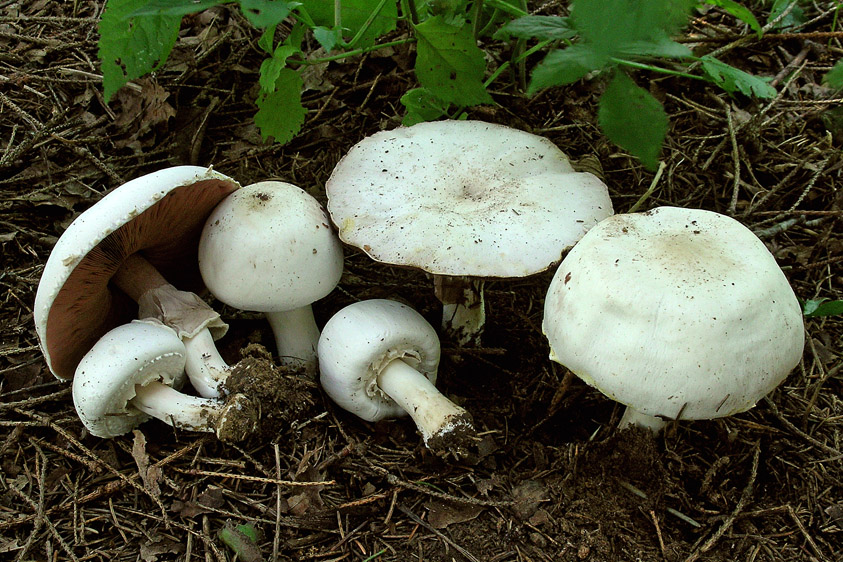 Agaricus xanthoderma (door Henk Huijser)