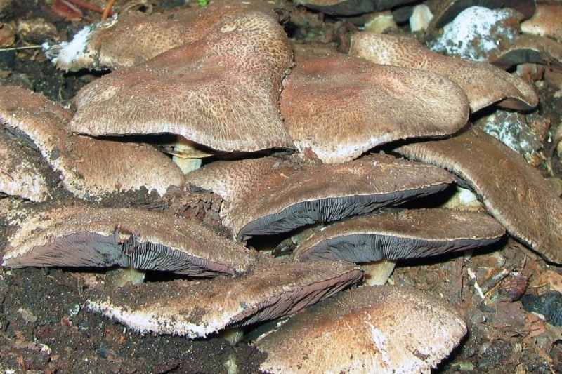 Agaricus subrufescens (door Martijn Oud)