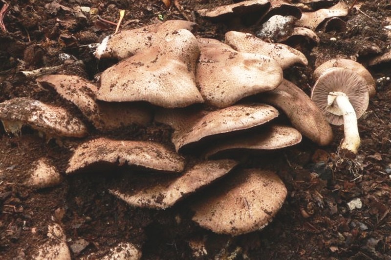 Agaricus subrufescens (door Hans Meulenbelt)