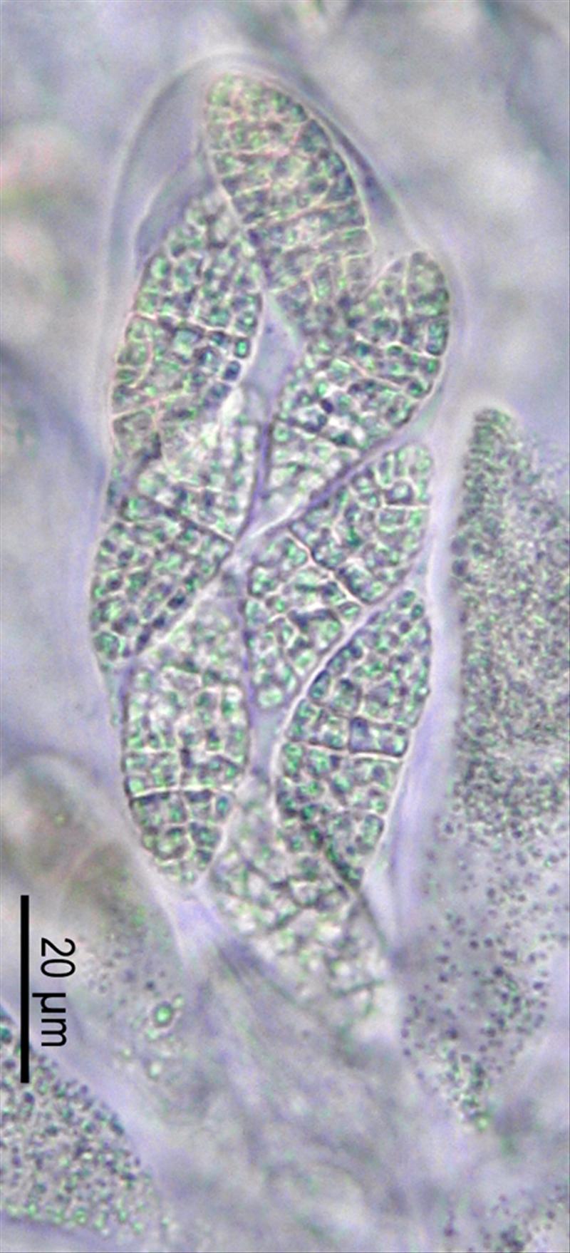 Agonimia allobata (door Norbert Stapper)