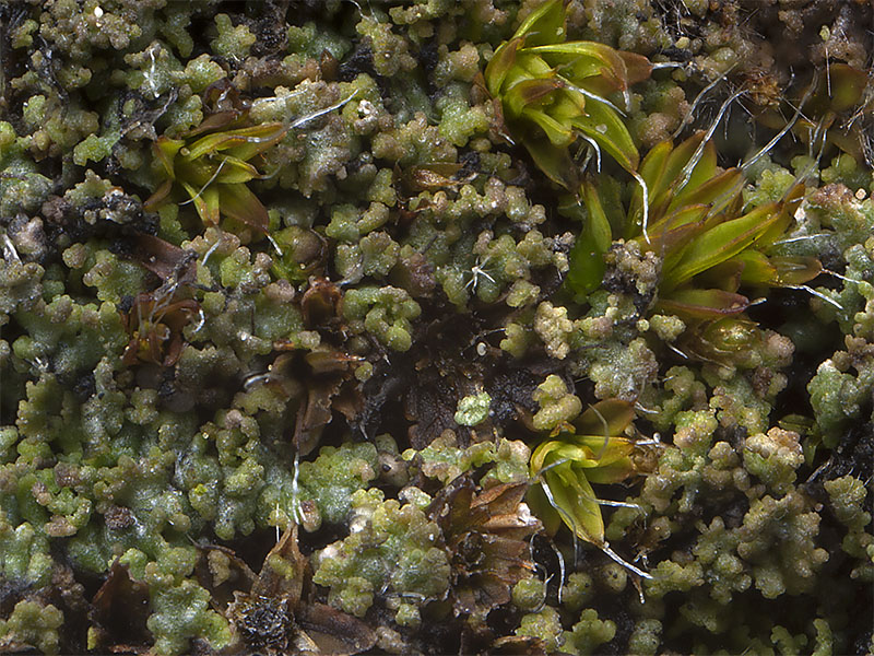 Agonimia tristicula (door Bart Horvers)