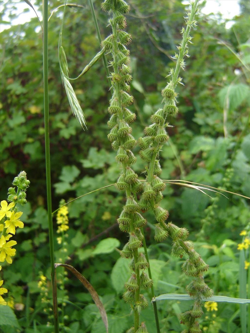 Agrimonia eupatoria (door Ruud Beringen)