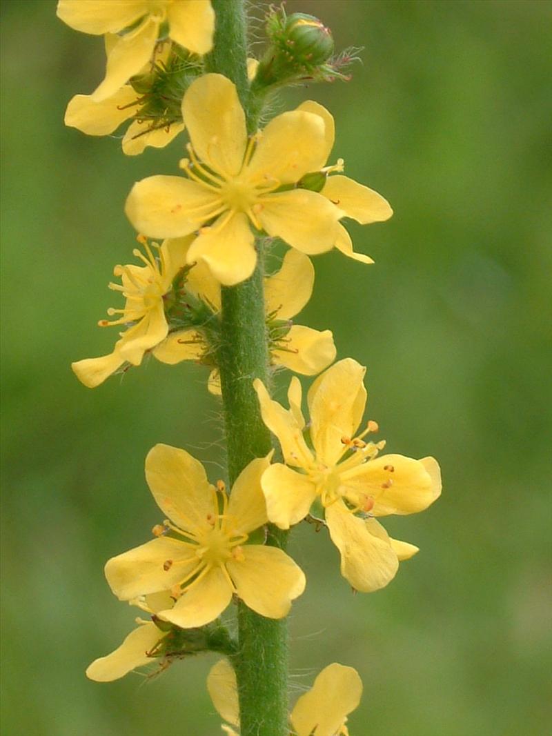 Agrimonia eupatoria (door Adrie van Heerden)