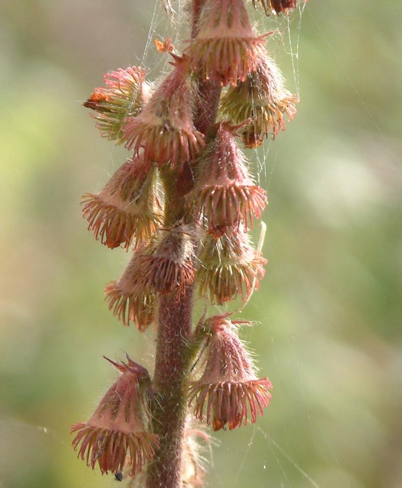 Agrimonia eupatoria (door Adrie van Heerden)