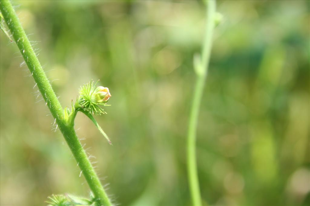 Agrimonia procera (door Pieter Stolwijk)