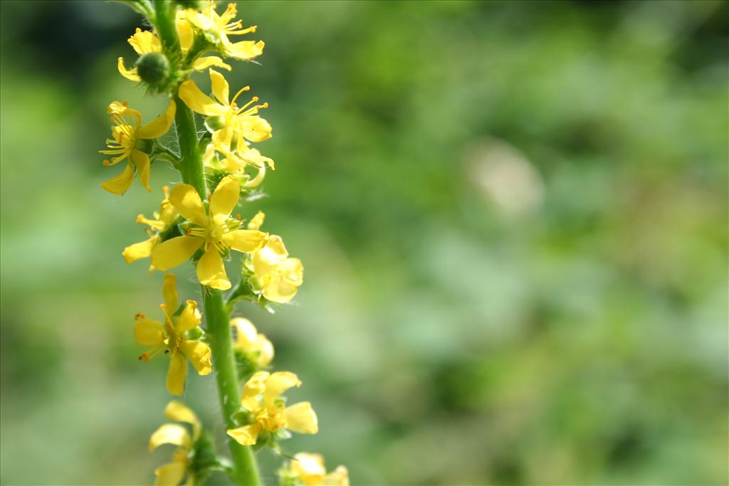 Agrimonia procera (door Pieter Stolwijk)