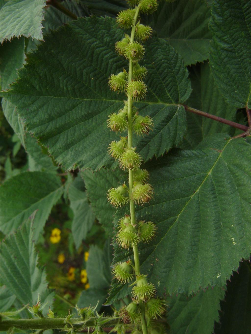 Agrimonia procera (door Ruud Beringen)