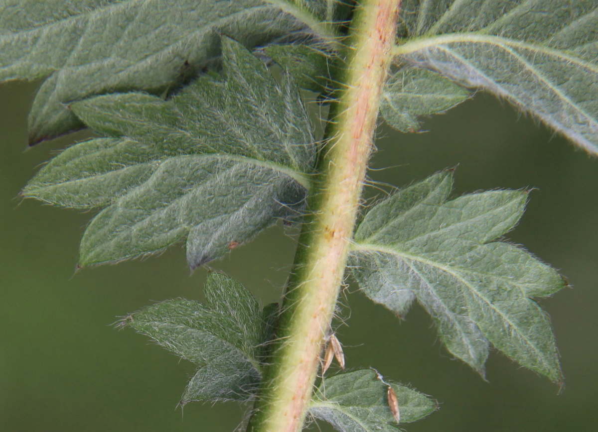 Agrimonia eupatoria (door Peter Meininger)