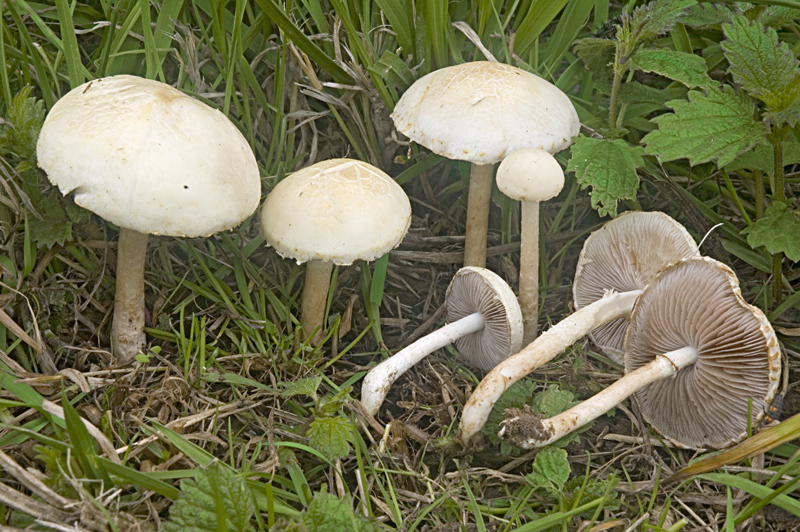 Agrocybe dura (door Nico Dam)