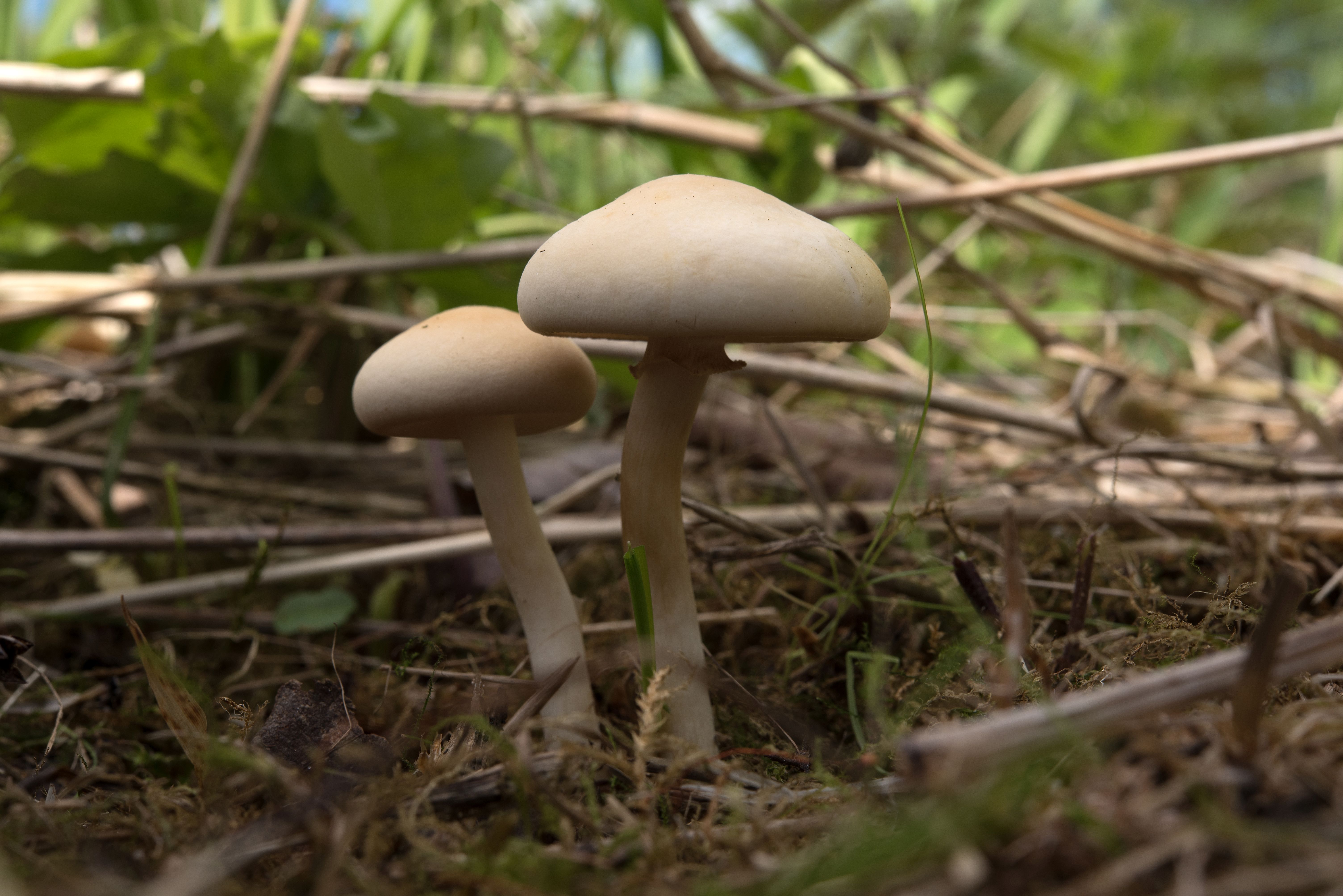 Agrocybe praecox (door John den Daas)