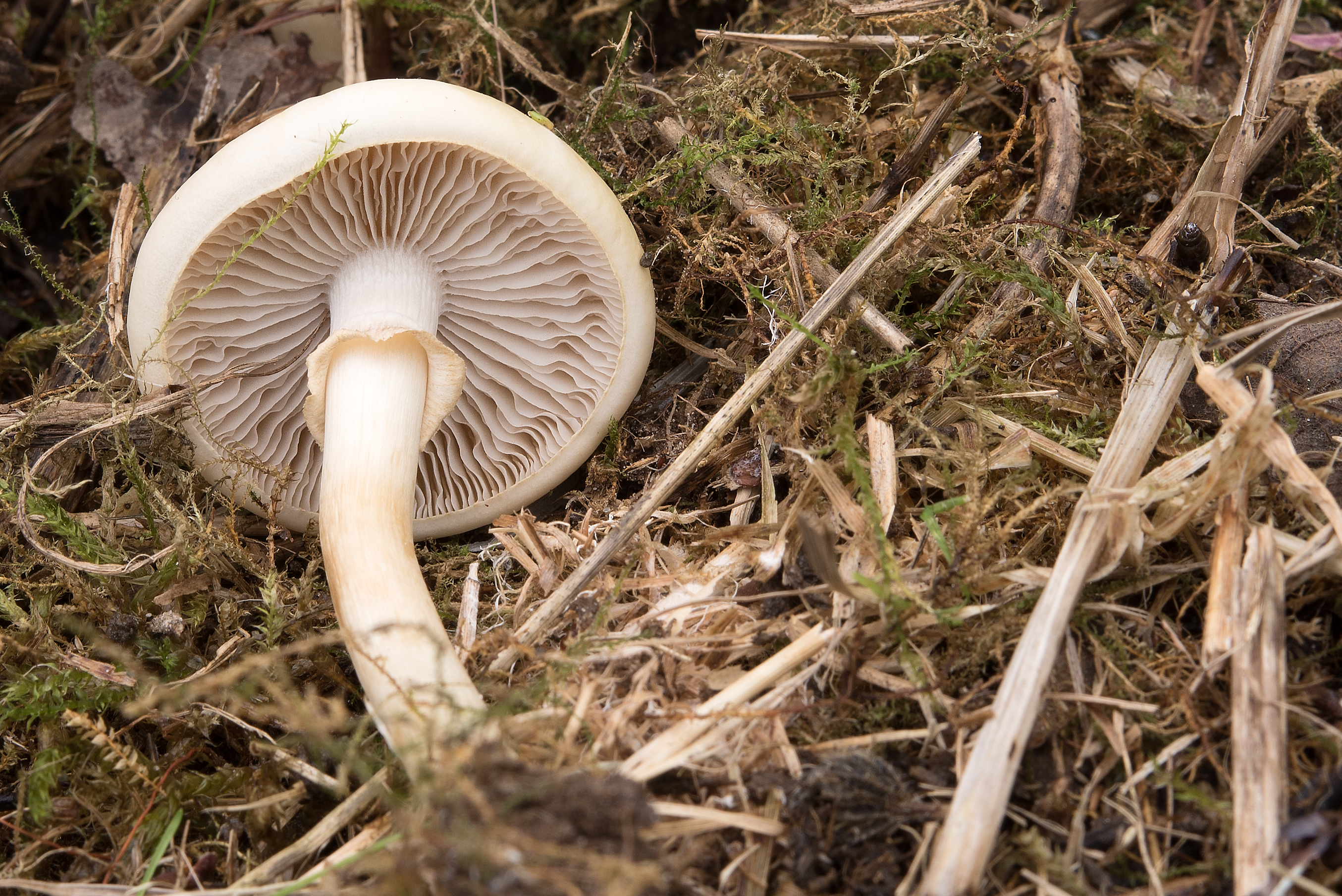 Agrocybe praecox (door John den Daas)