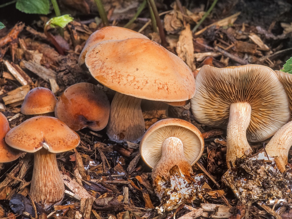 Agrocybe putaminum (door Machiel de Vos)