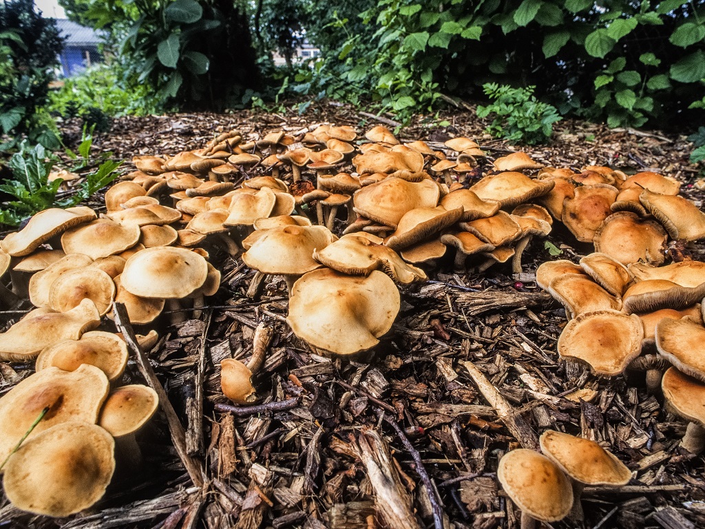 Agrocybe putaminum (door Machiel de Vos)