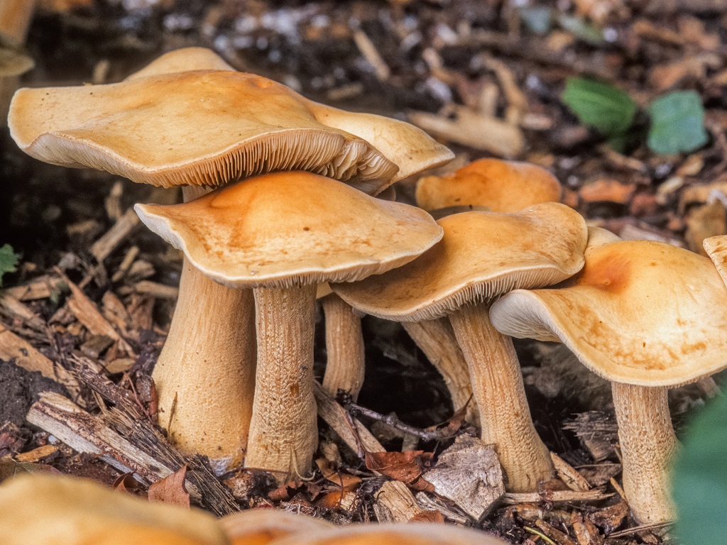 Agrocybe putaminum (door Machiel de Vos)