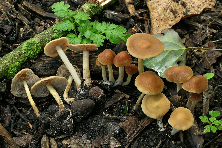 Agrocybe arvalis (door Henk Huijser)