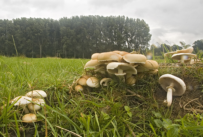 Agrocybe cylindracea (door Nico Dam)