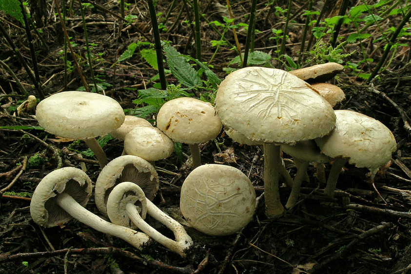 Agrocybe dura (door Henk Huijser)