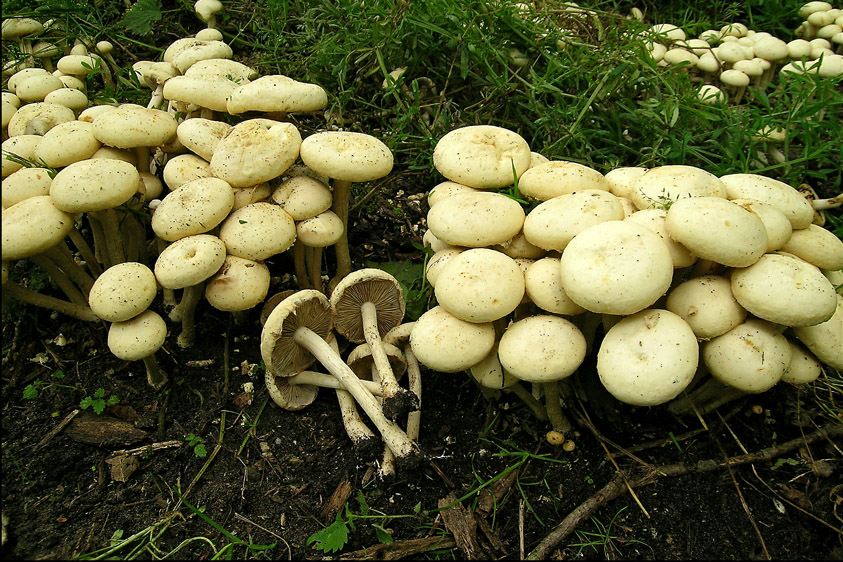 Agrocybe dura (door Henk Huijser)