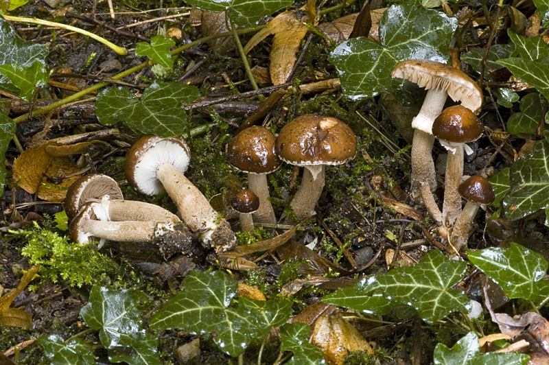 Agrocybe erebia (door Nico Dam)