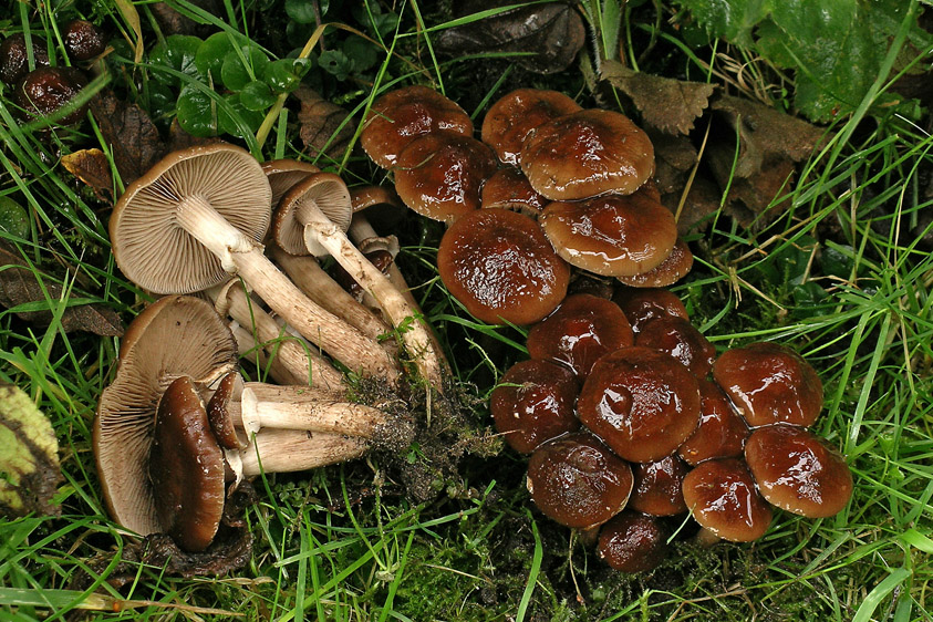 Agrocybe erebia (door Henk Huijser)