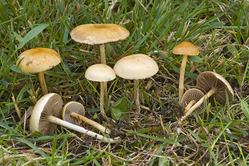 Agrocybe pediades (door Nico Dam)