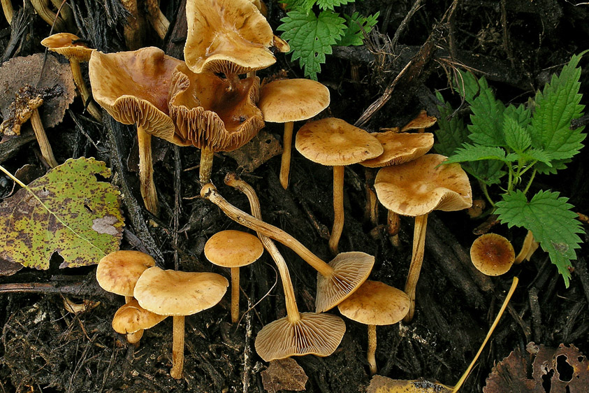 Agrocybe pediades (door Henk Huijser)