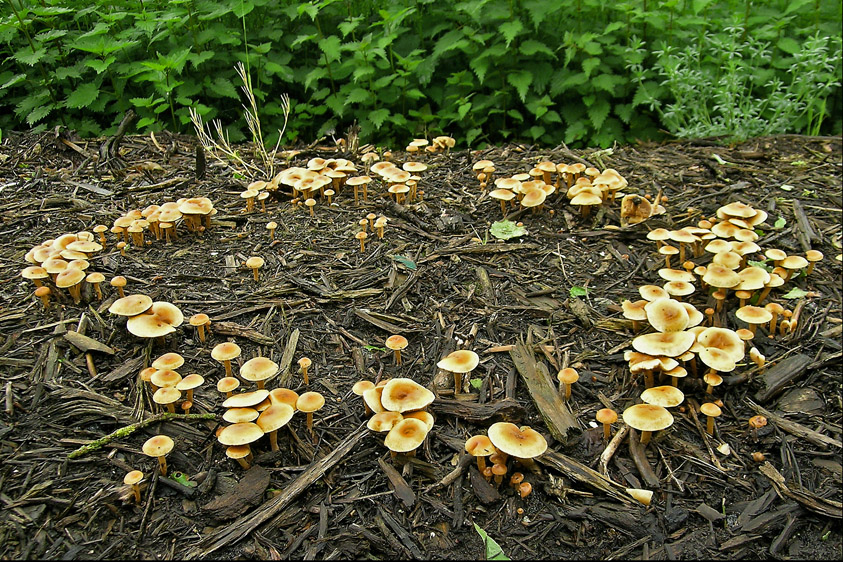 Agrocybe pediades (door Henk Huijser)