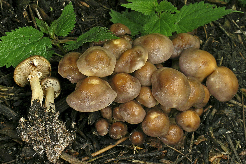 Agrocybe praecox (door Henk Huijser)