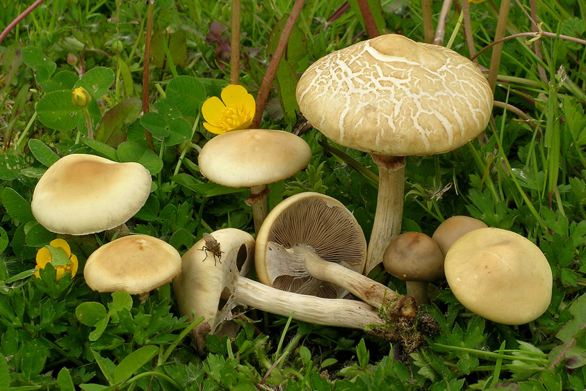 Agrocybe praecox (door Henk Huijser)