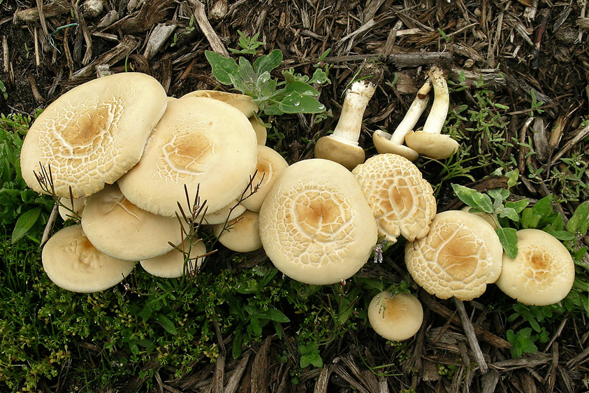 Agrocybe praecox (door Henk Huijser)