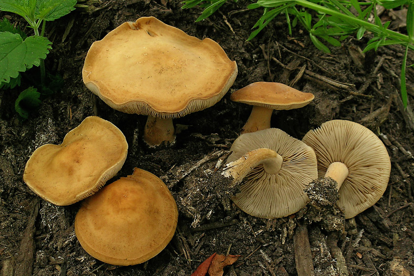 Agrocybe putaminum (door Henk Huijser)