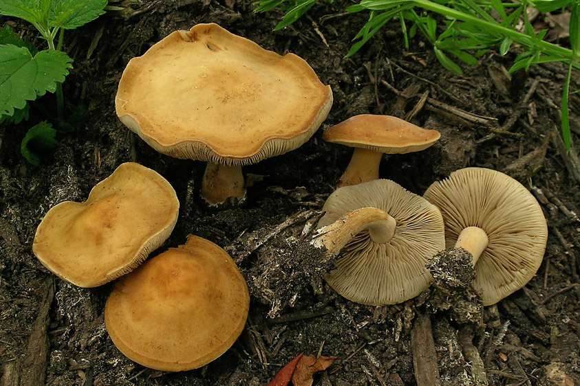 Agrocybe putaminum (door Henk Huijser)