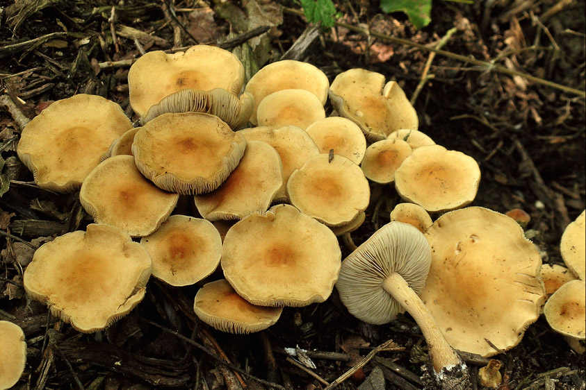 Agrocybe putaminum (door Henk Huijser)