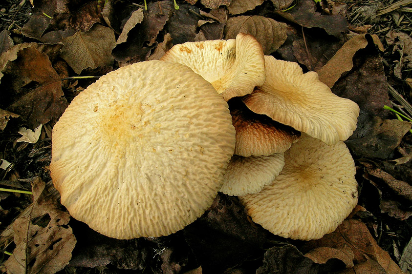 Agrocybe rivulosa (door Henk Huijser)