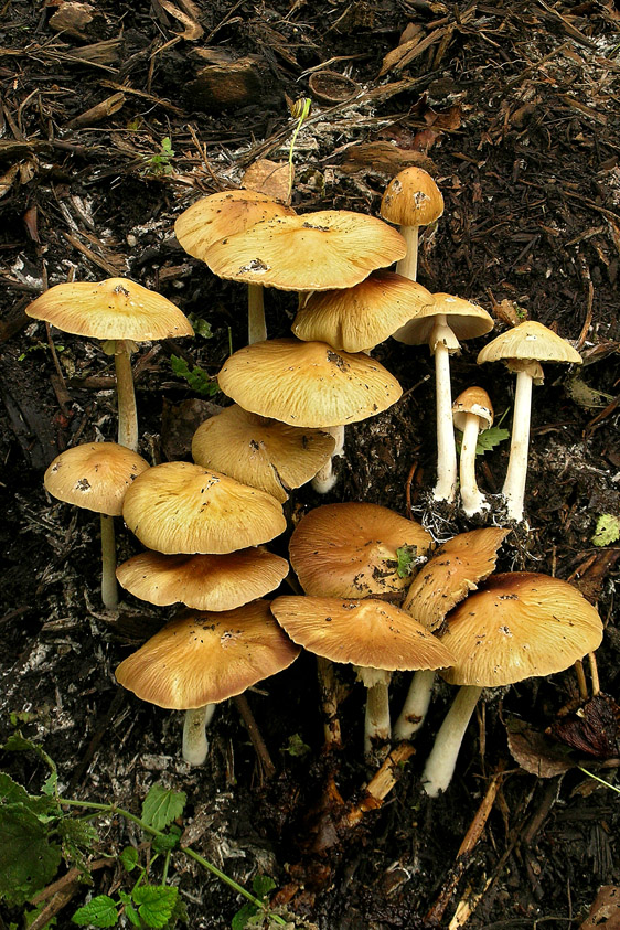 Agrocybe rivulosa (door Henk Huijser)