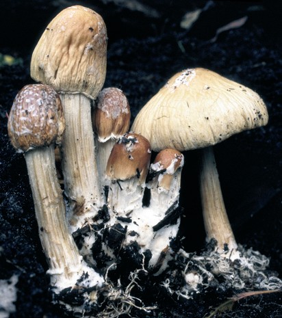 Agrocybe rivulosa (door Lenie Bakker)