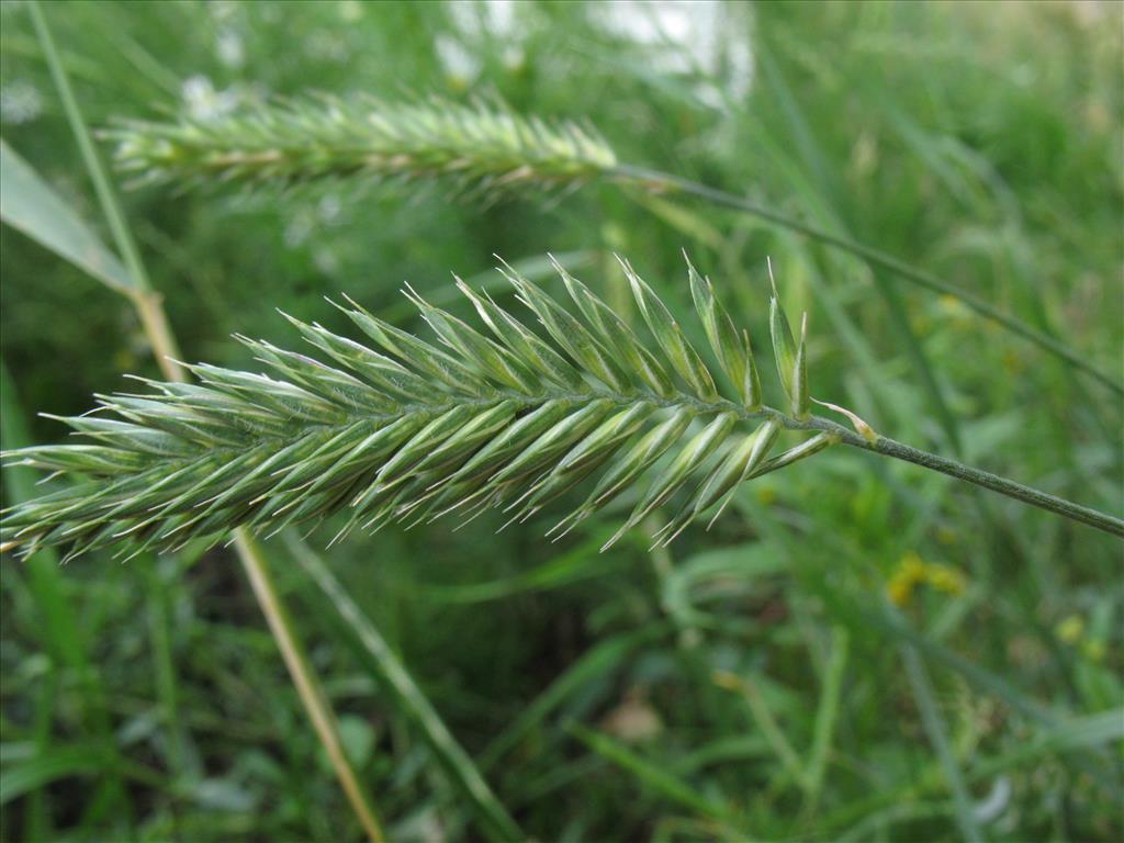 Agropyron cristatum (door Rutger Barendse)